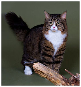 Pollux