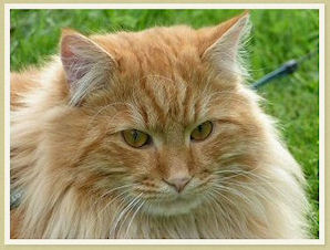 Pollux