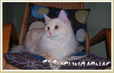 Pollux