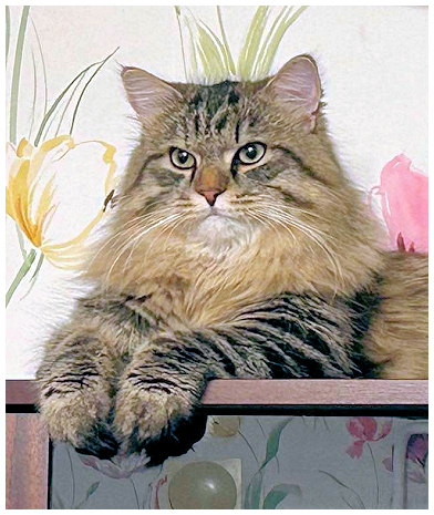 Pollux