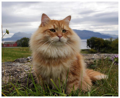 Pollux