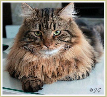 Pollux