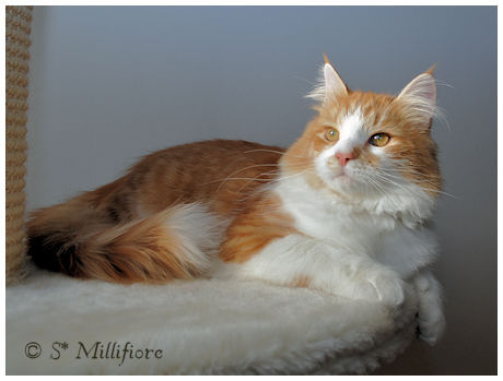 Pollux