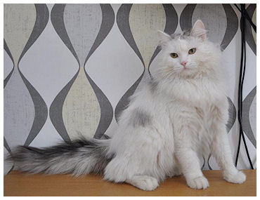 Pollux