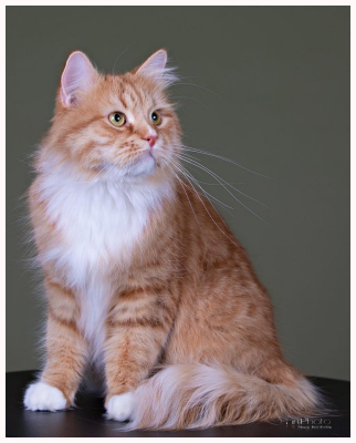 Pollux