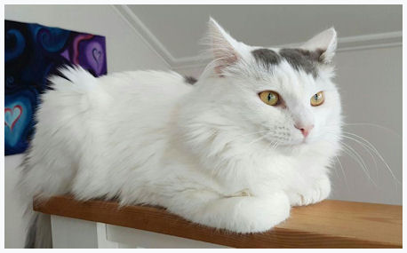 Pollux